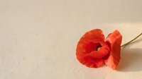Red poppy flower with delicate petals on neutral beige background, suitable for greeting cards, floral designs, and botanical illustrations.