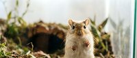 Closeup of a brown and white mouse or rat with prominent ears and whiskers standing among dried grass and moss, suitable for wildlife, nature, and educational content.