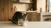 Tabby cat eating from white bowl on kitchen counter in modern home interior with wooden cabinets and marble countertop for pet care advertising.