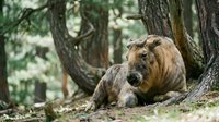 Wild boar resting peacefully under ancient tree in natural forest habitat during daytime hours.