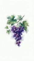 Watercolor grape cluster with green leaves on white background, botanical fruit illustration for wine and vineyard designs.