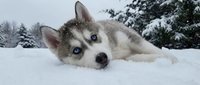 Husky dog with striking blue eyes lying in deep snow with evergreen trees in winter landscape background.