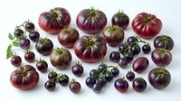 Assorted purple heirloom tomatoes and cherry tomatoes isolated on white background for culinary design projects and healthy eating concepts.
