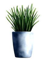 Fresh green grass-like plant in modern gray ceramic pot isolated on white background for home decor and interior design projects.