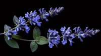 Purple sage flowers on arching stem with green leaves against black background, dramatic botanical composition for nature and garden designs.
