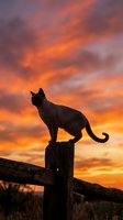 Cat silhouette perched on wooden fence post against dramatic orange sunset sky with vibrant clouds creating peaceful evening atmosphere.