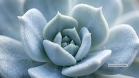 Close-up macro view of blue-green succulent plant with thick fleshy leaves covered in morning dew droplets creating natural texture and organic botanical pattern.