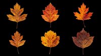 Autumn maple leaves in various shades of orange, red, and brown isolated on transparent background. Ready for t-shirt designs, clipart, stickers, sublimation, and print-on-demand projects.