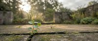 Small green plant seedling growing through crack in concrete pavement with blurred natural background symbolizing resilience and determination.
