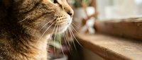 Tabby cat profile gazing through window with warm sunlight streaming across whiskers and fur in peaceful indoor setting.