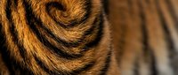 Tiger fur pattern with orange and black stripes in close-up macro detail showing natural texture and markings for wildlife and nature design projects.
