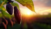 Fresh ripe cocoa pods hanging on tree branch against golden sunset sky, natural organic chocolate agriculture farming background with sunlight glow.