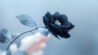 Mysterious dark blue rose with delicate petals in soft focus against blurred background creates moody atmospheric composition with silver-tinted leaves.