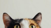 Close-up portrait of a calico cat with bright yellow eyes peeking from bottom of frame, showing only ears and partial face against neutral background.