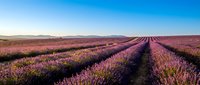 Vast lavender field with purple blooms stretching to distant mountains under clear blue sky, ideal for agriculture, nature, and travel design projects.