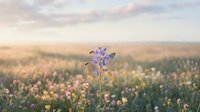 Purple wildflower blooming in meadow field at golden hour sunrise or sunset, surrounded by yellow and white flowers in soft focus background.