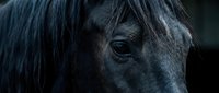 Dark horse head close-up showing detailed eye and mane, suitable for equestrian, animal, and nature-themed designs and publications.