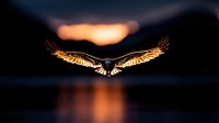 Majestic eagle soaring with outstretched wings against dramatic sunset sky over water, silhouette creating powerful freedom and nature concept for wildlife photography.