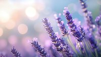 Dreamy lavender flowers against soft bokeh background in morning light, purple wildflowers in gentle breeze create serene natural atmosphere for wellness designs.
