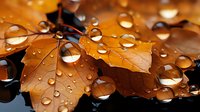 Autumn maple leaves covered in morning dew drops reflect golden light. Water droplets create natural lens effect on brown fall foliage against dark background.
