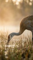 Sandhill crane foraging in wetland marsh during golden hour sunrise with soft bokeh background and warm natural lighting for wildlife photography.