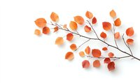 Delicate orange autumn leaves on thin brown branch against white background, minimalist botanical composition for seasonal decor and nature-inspired design.