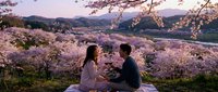 Young Asian couple enjoying romantic picnic under blooming cherry blossom trees at sunset. Spring romance concept for wedding invitations and lifestyle content.