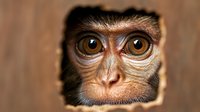 Young primate with large expressive eyes peering through wooden opening, curious monkey face close-up portrait for wildlife and nature concepts.