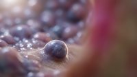 Fresh ripe blueberries with water droplets on wooden surface, selective focus on single berry in foreground, healthy organic fruit for cooking and baking.