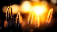 Silhouettes of wheat stalks against golden sunset sky with dreamy bokeh background, creating atmospheric nature scene for agriculture and harvest themes.