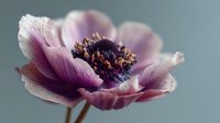 Delicate pink and purple poppy flower with dark center stamens blooming against soft gray background for botanical and floral design projects.