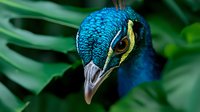 Vibrant close-up portrait of peacock head showing iridescent blue feathers, distinctive yellow stripe, and curved beak against blurred green foliage background.