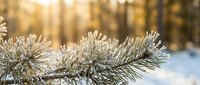 Frost-covered pine branch with ice crystals in winter forest during golden hour sunrise creating magical seasonal atmosphere for holiday designs.
