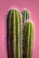 Green columnar cacti with sharp white spines against vibrant pink background, creating striking contrast for modern botanical decor.