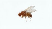 Reddish-brown fruit fly with transparent wings on white background, suitable for scientific, educational, and pest control documentation.