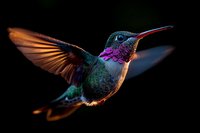 Vibrant hummingbird with iridescent blue-green feathers and purple throat patch in flight against dark background, wings spread showing golden sunlit details.