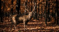 Majestic stag with large antlers standing in autumn forest with golden fallen leaves and warm sunlight filtering through trees creating peaceful wildlife scene.