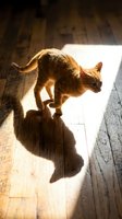 Ginger cat stretching on wooden floor in sunlight, casting shadow. Domestic feline in playful pose on hardwood surface for pet and lifestyle content.