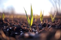 Young corn seedling emerging from rich soil at sunrise, symbolizing agricultural growth, new beginnings, and sustainable farming practices.