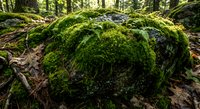 Moss covered boulder in ancient forest floor with lush green vegetation and natural woodland atmosphere for environmental and nature projects.