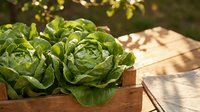 Fresh organic lettuce heads in wooden crate outdoors with natural sunlight and bokeh background for healthy eating and farm-to-table concepts.