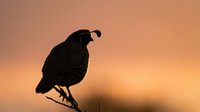 Silhouetted bird perched on branch against warm golden sunset sky, suitable for nature, wildlife, and environmental design projects.