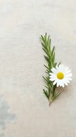 Fresh rosemary sprig with white daisy flower on natural linen fabric background for organic cooking, herbal medicine and spa wellness concepts.