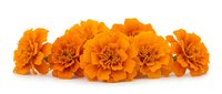 Orange marigold flowers arranged in row on white background. Bright autumn blooms isolated for seasonal decorations, gardening projects and floral designs.