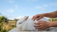 White fluffy rabbit being petted by human hands outdoors in sunny garden setting. Suitable for pet care, animal welfare, and lifestyle content.