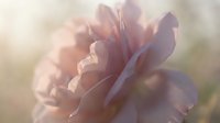 Soft pink rose bloom with delicate petals in dreamy sunlight, romantic floral photography for wedding invitations, greeting cards and feminine design projects.