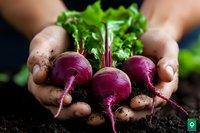 Fresh organic beetroots with green tops held in soil-covered hands against dark background, showcasing farm-to-table produce and sustainable agriculture.