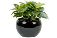 Green tropical houseplant with glossy leaves growing in modern round black ceramic pot against white background, isolated decorative indoor plant.