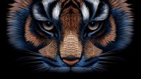 Close up view of intense tiger eyes and nose on dark background, detailed fur texture and striking blue eyes create dramatic wildlife portrait for nature designs.