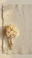 Dried hydrangea bouquet tied with twine resting on textured handmade paper in soft beige tones, evoking natural elegance and minimalist style.